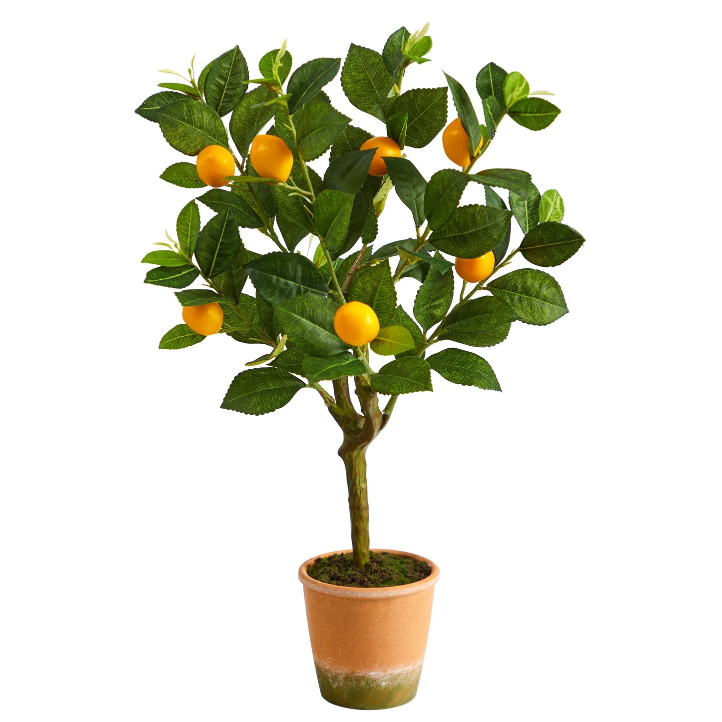 24" Lemon Tree Potted