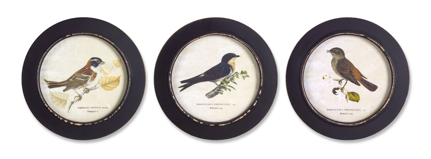 Wood Framed Encyclopedia Bird Print (Set of 3) 9.5"D