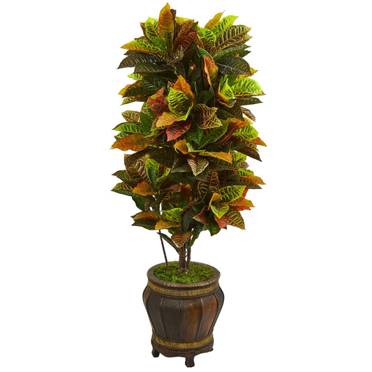 5.5' Croton Plant in Decorative Planter (Real Touch)
