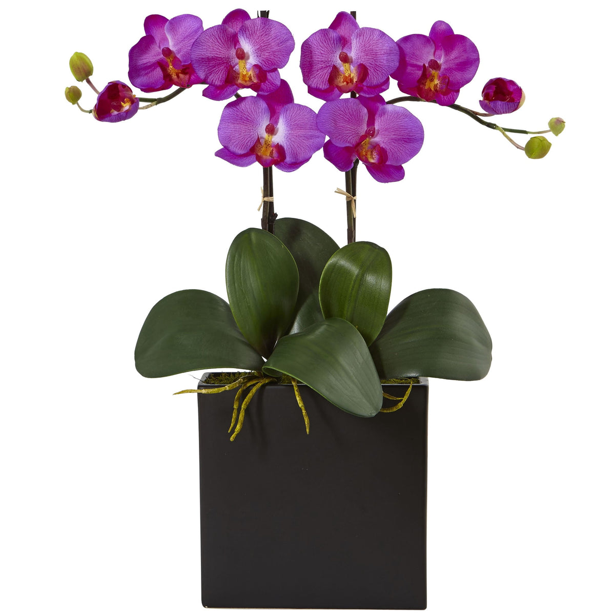 18.5" Double Mini Phalaenopsis in Black Vase Orchid
