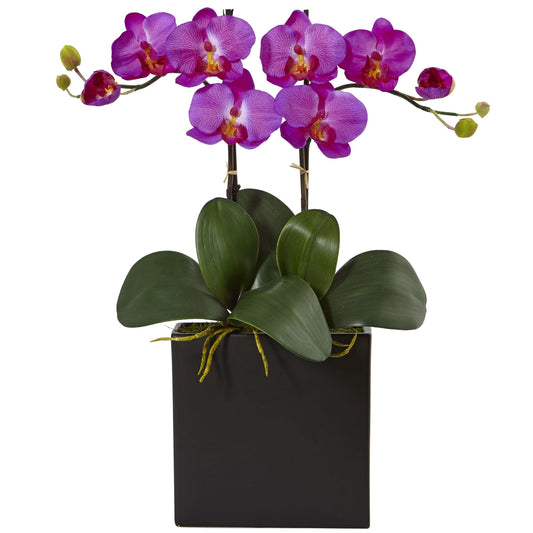 18.5" Double Mini Phalaenopsis in Black Vase Orchid