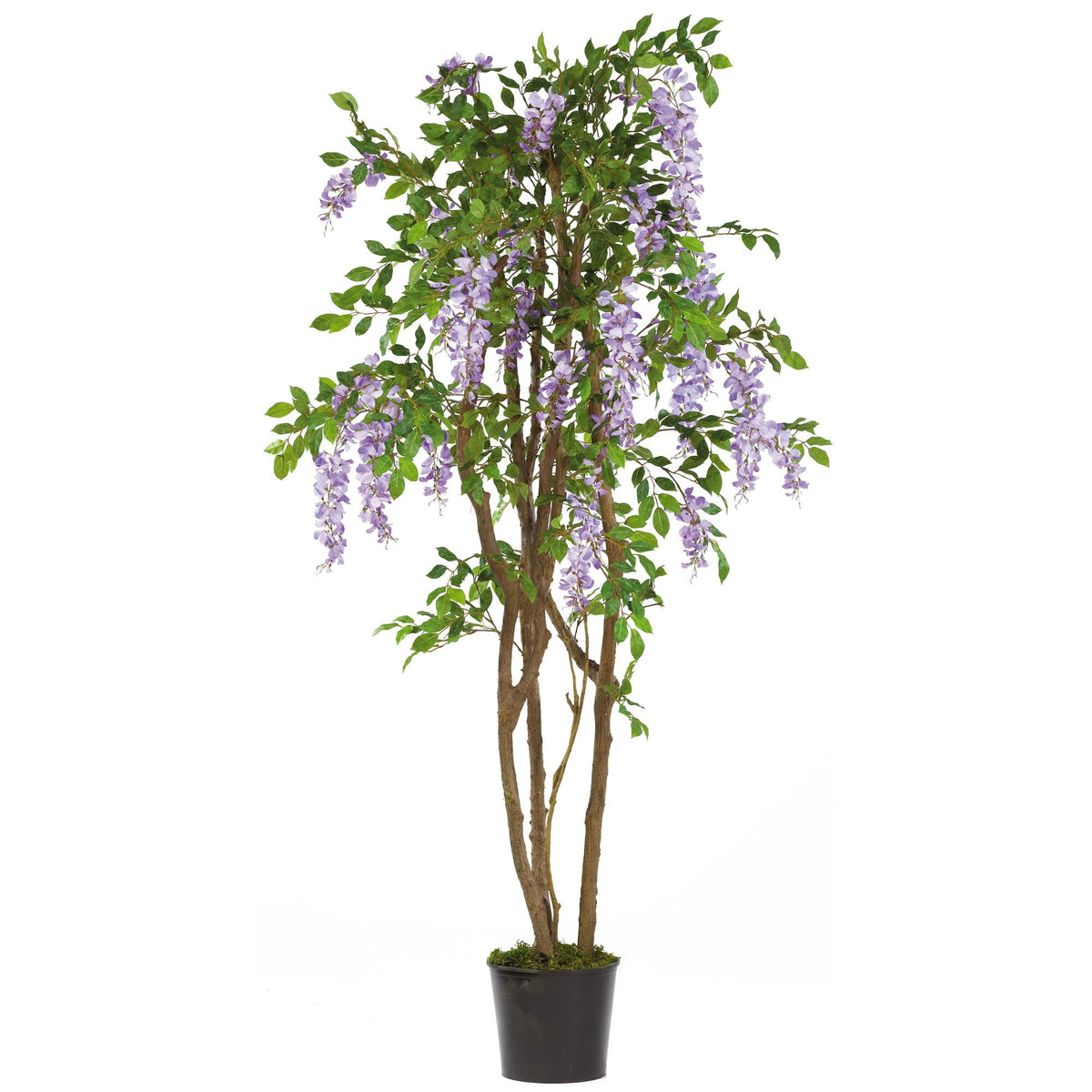 5' Wisteria Tree w/1354 Lvs & 26 Cluster Flrs Purple